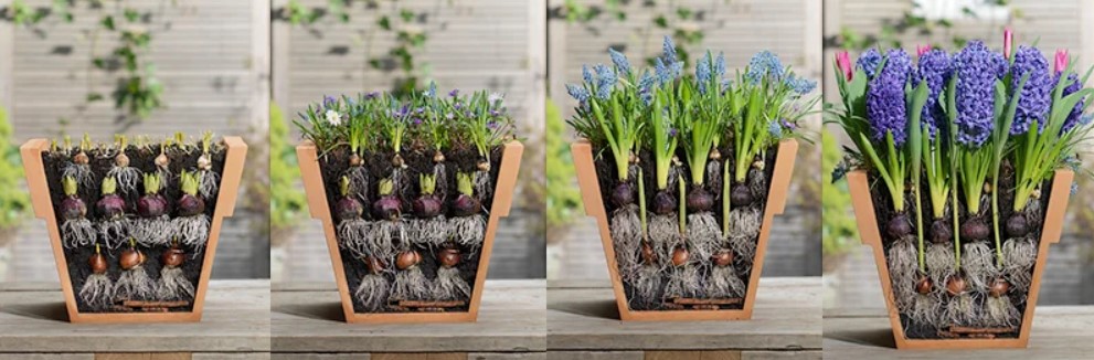 کاشت پیاز گل در گلدان - انتخاب خاک و گلدان